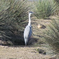 IMG_1088