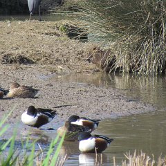 IMG_1090