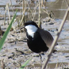IMG_1094