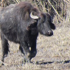 IMG_1100