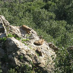 IMG_4531
