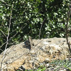 IMG_4532