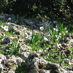 IMG_4533