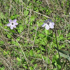 IMG_4537