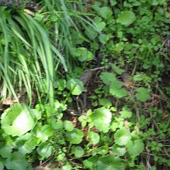 IMG_4554