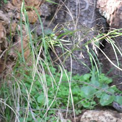 IMG_4555