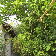 IMG_0241