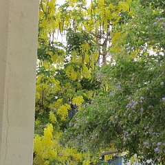 IMG_0242