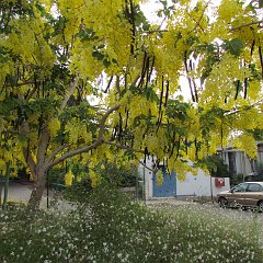 IMG_0245