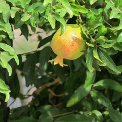 IMG_0253