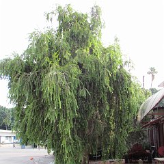 IMG_0254