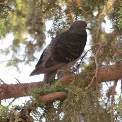 IMG_0228