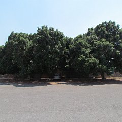 IMG_0263