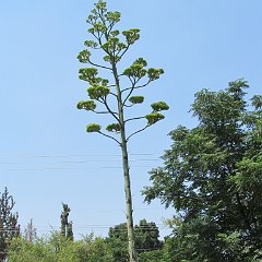 IMG_0273