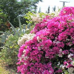 IMG_0285