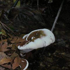 IMG_0378