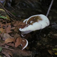 IMG_0379