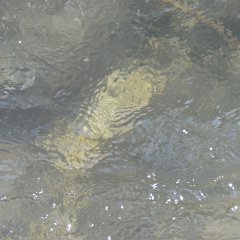 IMG_1426