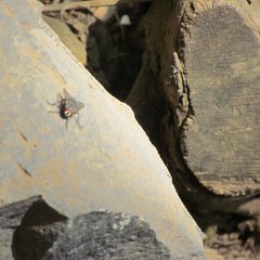 IMG_1427