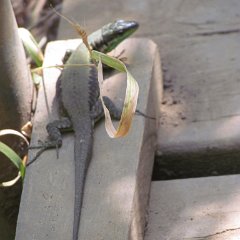 IMG_1432