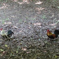 IMG_1350