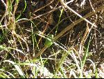 Thumbnail Image, Click to Enlarge thumb_IMG_3271.JPG
