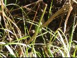 Thumbnail Image, Click to Enlarge thumb_IMG_3272.JPG