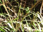 Thumbnail Image, Click to Enlarge thumb_IMG_3273.JPG