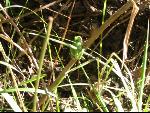 Thumbnail Image, Click to Enlarge thumb_IMG_3274.JPG