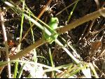 Thumbnail Image, Click to Enlarge thumb_IMG_3275.JPG