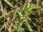 Thumbnail Image, Click to Enlarge thumb_IMG_3276.JPG