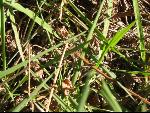 Thumbnail Image, Click to Enlarge thumb_IMG_3278.JPG