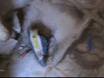 Thumbnail Image, Click to Enlarge thumb_IMG_3196.JPG