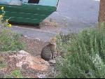 Thumbnail Image, Click to Enlarge thumb_IMG_3197.JPG