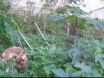 Thumbnail Image, Click to Enlarge thumb_IMG_3199.JPG