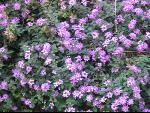Thumbnail Image, Click to Enlarge thumb_IMG_3221.JPG