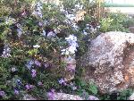 Thumbnail Image, Click to Enlarge thumb_IMG_3222.JPG