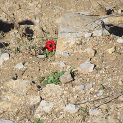 IMG_2521