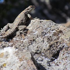 IMG_0074