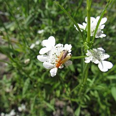IMG_0079