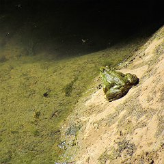 IMG_0086