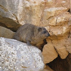 IMG_2924