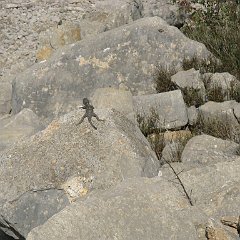 IMG_4155