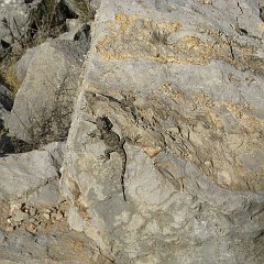 IMG_4156