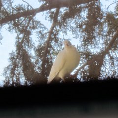 Succoth_2011_10_13