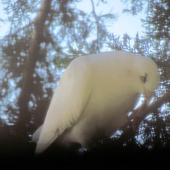 IMG_0668