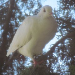 IMG_0669