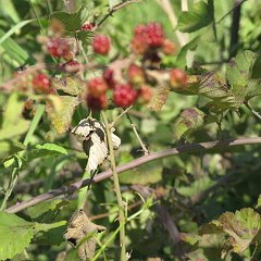 IMG_3917