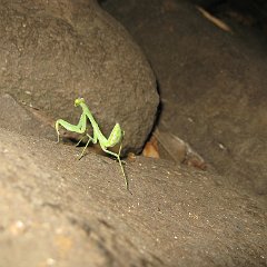 IMG_3928
