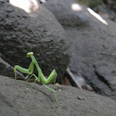 IMG_3929